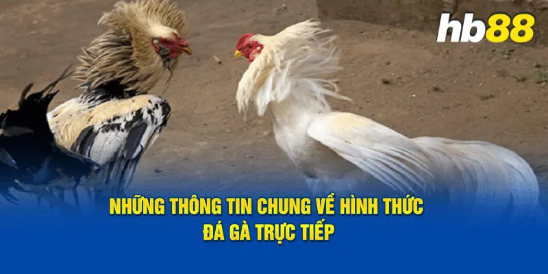 Đá Gà Trực Tiếp C1 Là Gì?